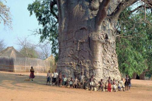 Velký strom