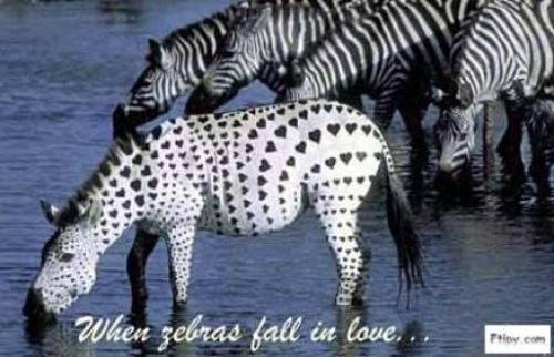  zamilovaná zebra 