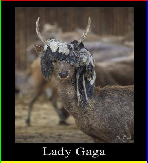  Lady Gaga 