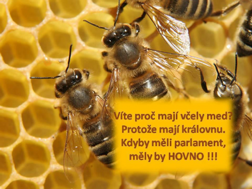Pravda o včelách