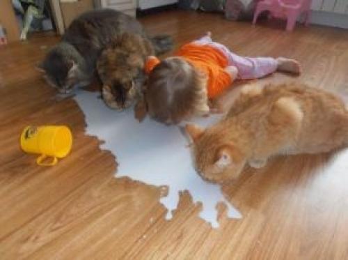 Když se rozlije mléko