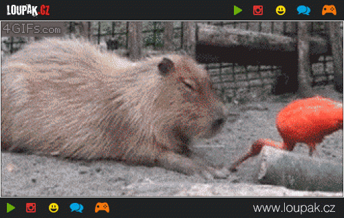  Tajné tlačítko kapibary 