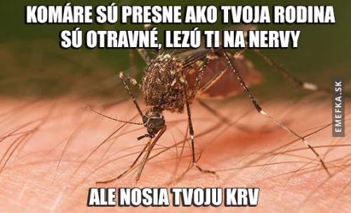 Komáři 