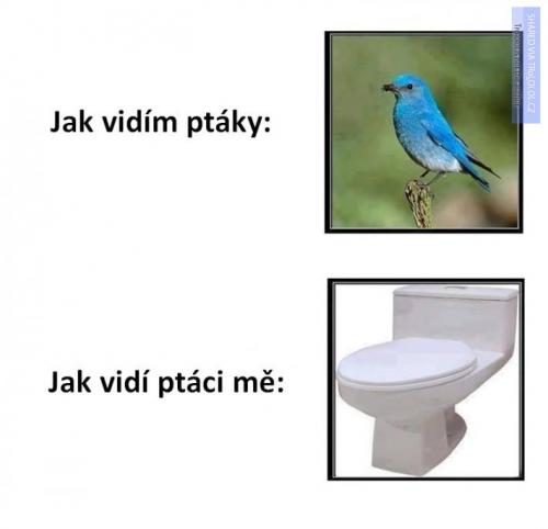  Pták 