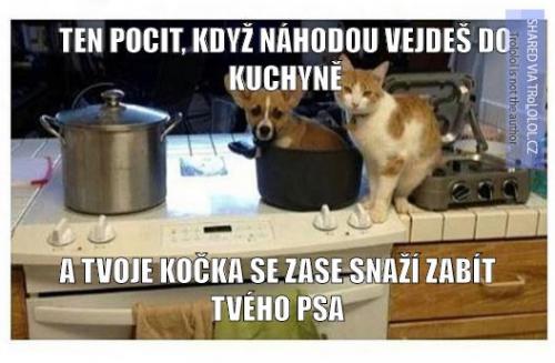  Ta kočka si nedá pokoj 