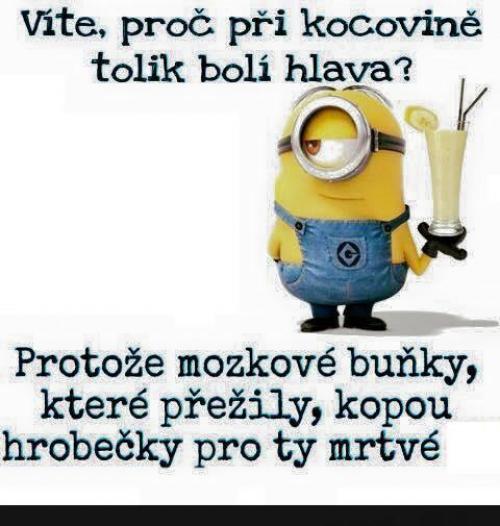  Pravda o kocovině 