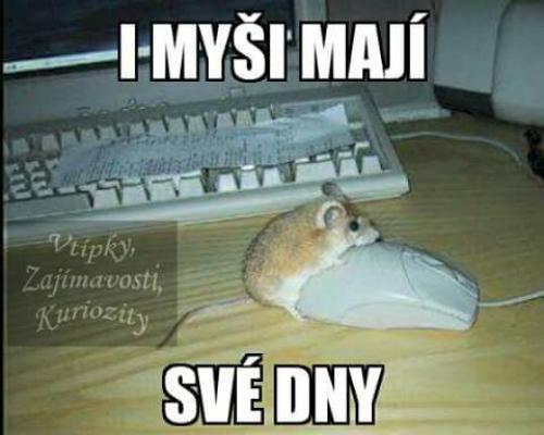  I myši 