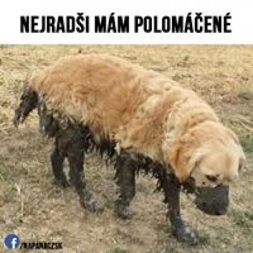 Polomáčené