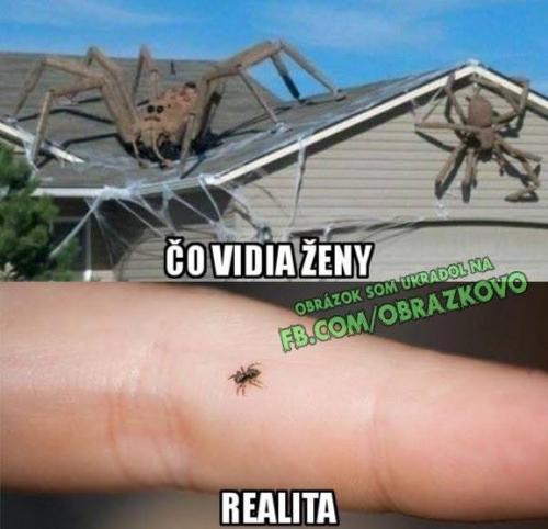 Pavoučci :D