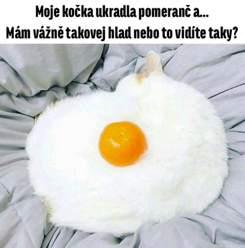  Moje kočka 