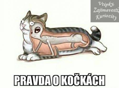  Pravda 