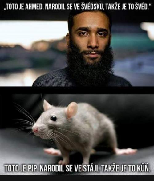  Ahmed a myš 