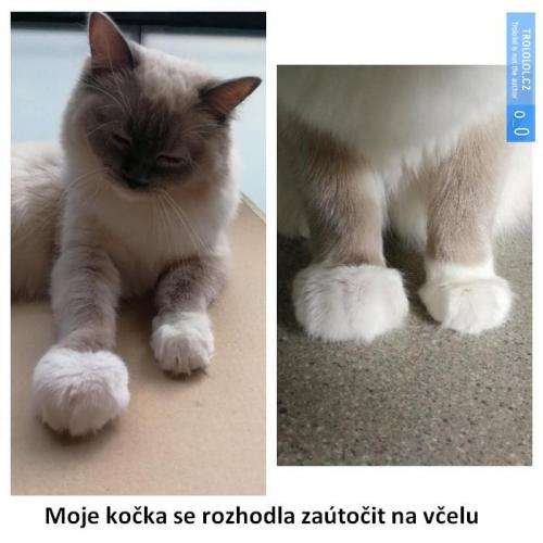  Kočka 