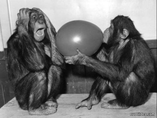  Šimpanzi s balónem 