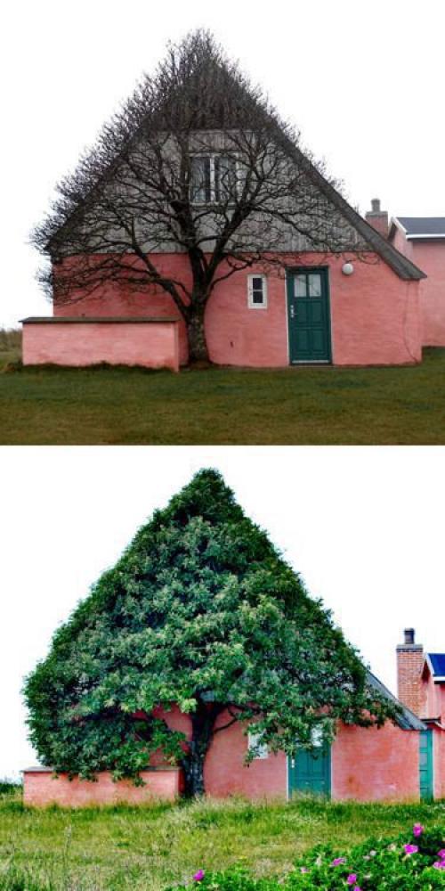 Strom vs. dům