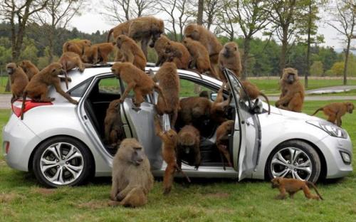  Invaze opičáků 