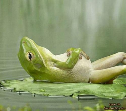  Odpočívající žába 