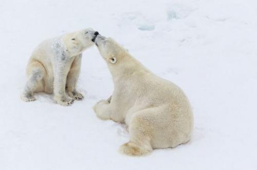  Lední medvědi 