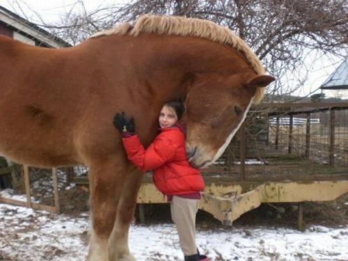 Koňská láska 