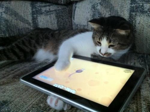 Kočka + tablet 