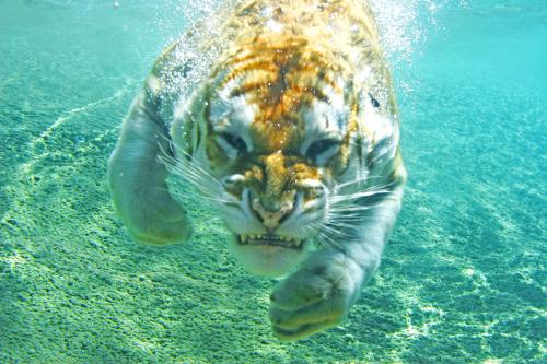  Tygr ve vodě ;-) 