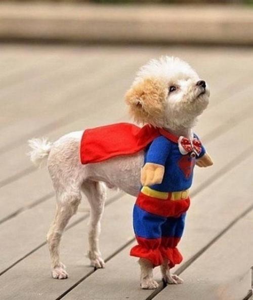 Psí superman