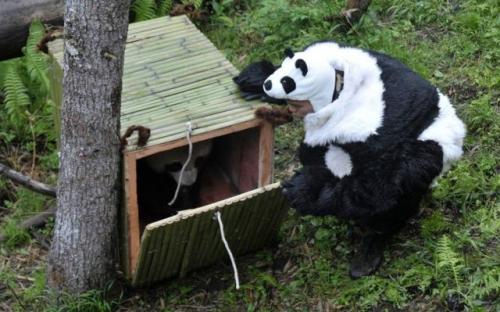  Vypouštění pandy 