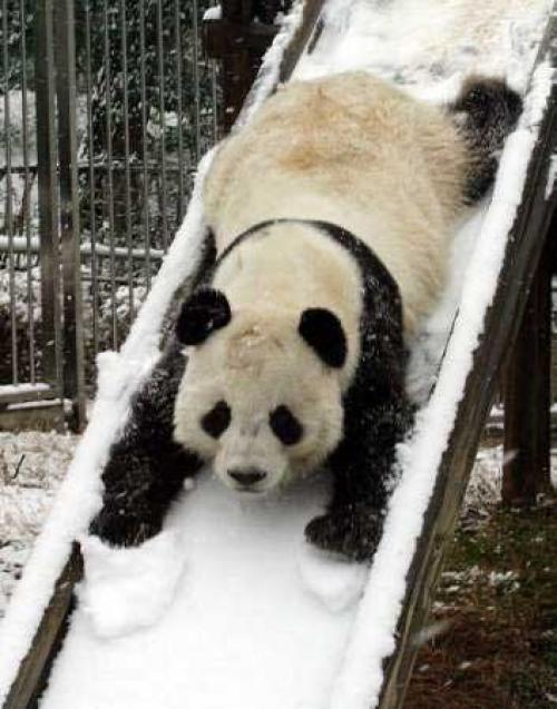 panda na sněhu 