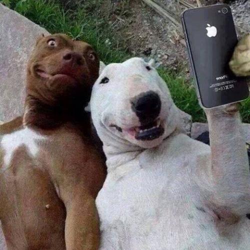  Psí selfie 