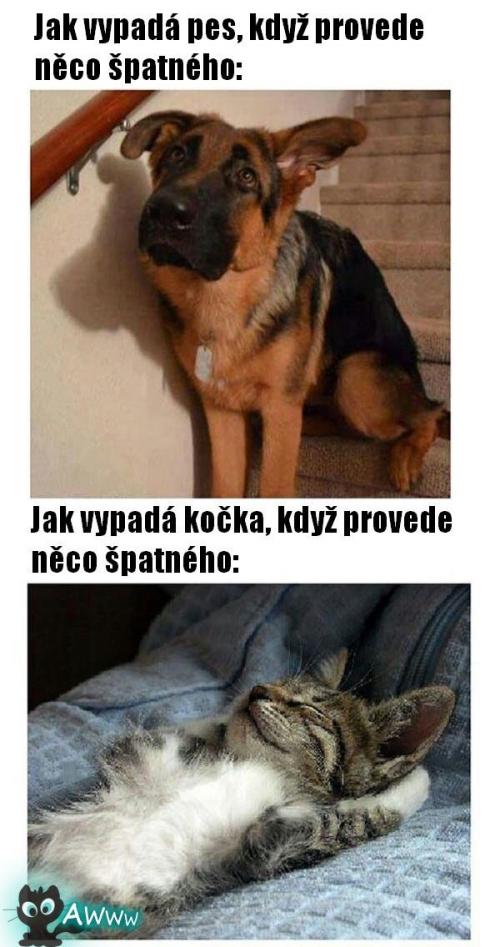  Rozdíl mezi psy a kočkami 