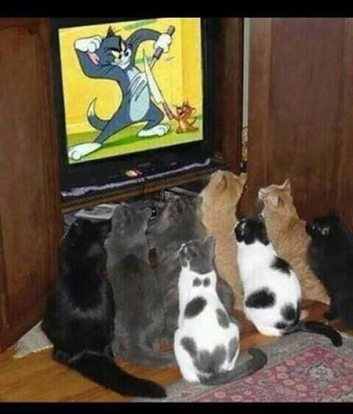  TV pořad pro kočky 
