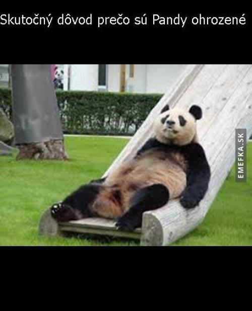  Proč jsou Pandy ohrožené 