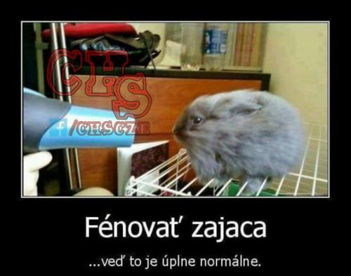 Fénovat zajíce