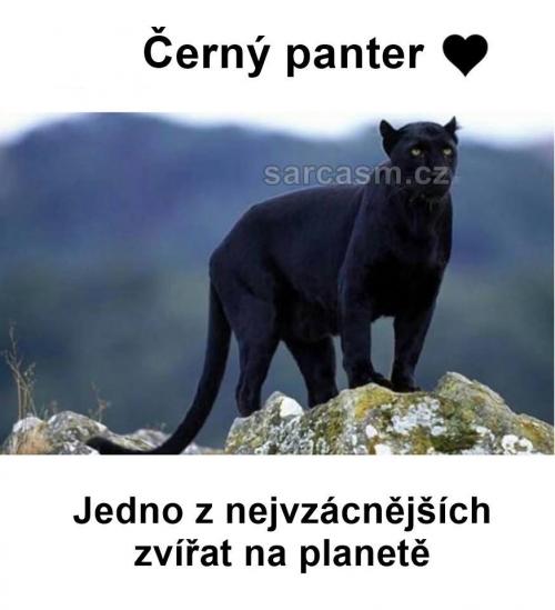  Černý panter 