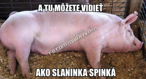 Slainka