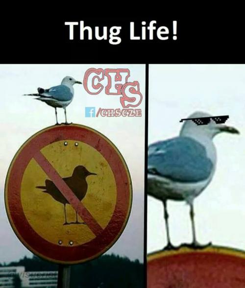  Thug Life 