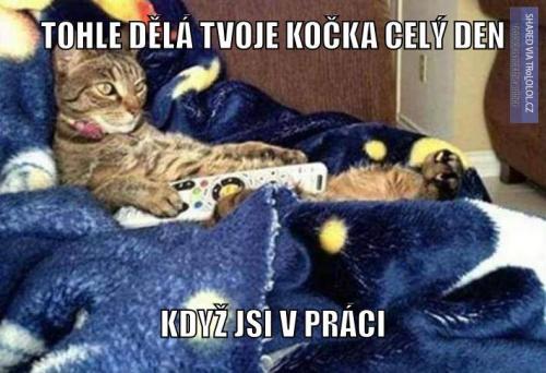  Kočky 