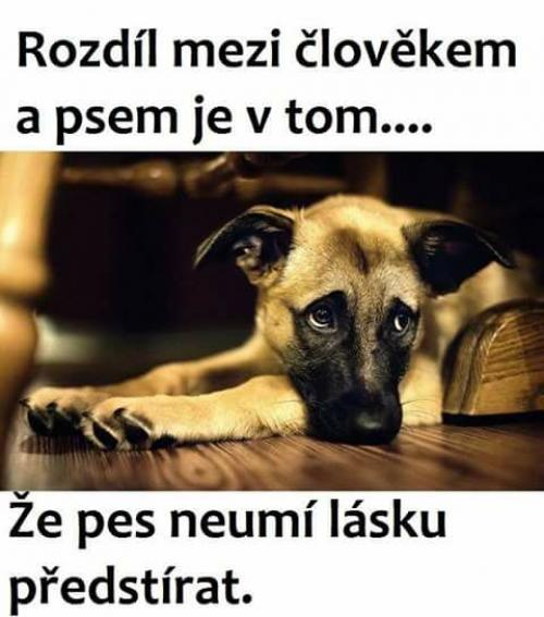  Rozdíl mezi psem a člověkem 