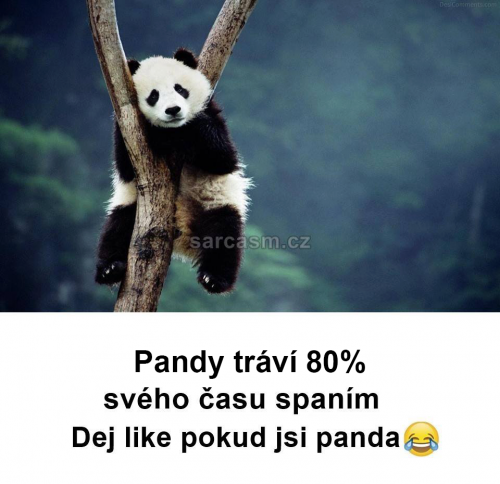 Pandy 