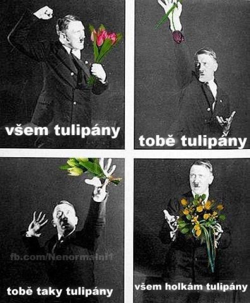  Všem tulipány 