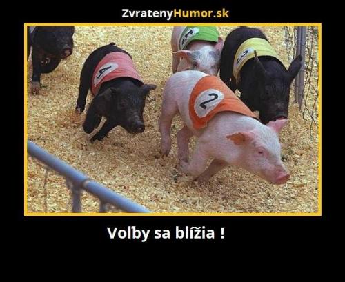  Volby 