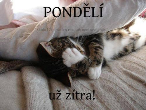  Pondělí 