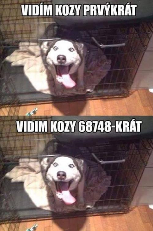 Kozy