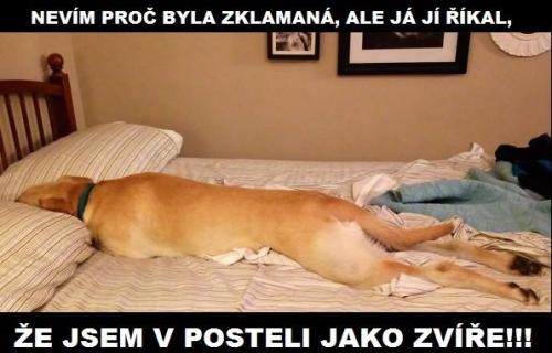  Jsem v posteli jako zváíře 