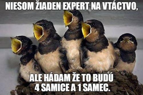  Expert na ptáky 