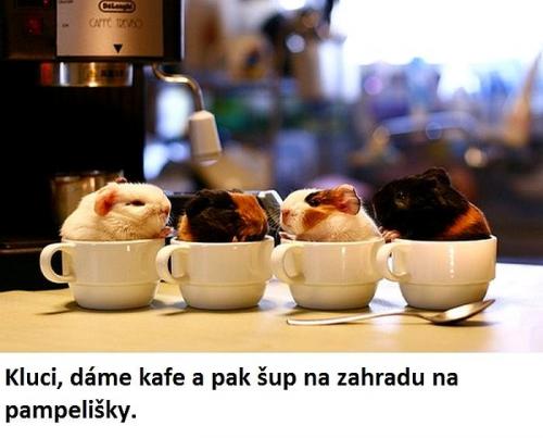  Kafe 