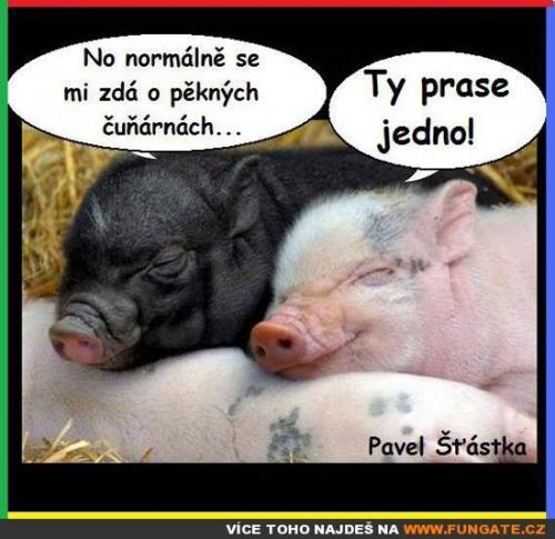 No normálně se mi zdá o pěkných čuňárnách