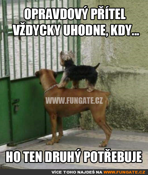  Opravdový přítel vždycky uhodne, kdy 