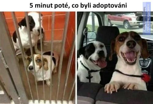  10 minut po adopci 