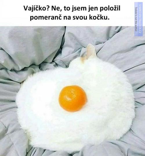  Kočka nebo vajíčko? 